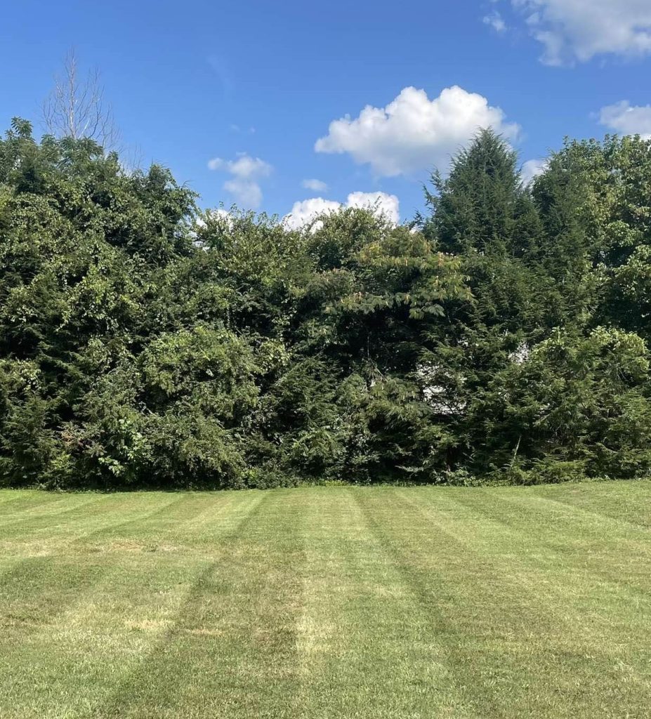 Evenly striped lawn, freshly mowed