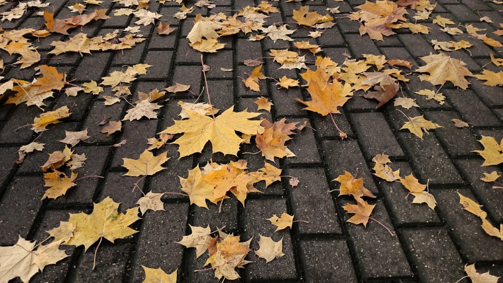 autumn, pavement, fallen leaves